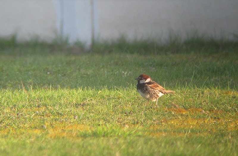 Spaanse Mus / Spanish Sparrow / Passer hispaniolensis 
