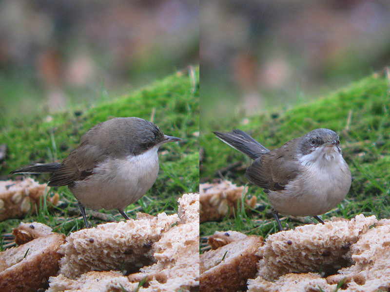 Vale Braamsluiper / Eastern Lesser Whitethroat / Sylvia curruca halimodendri