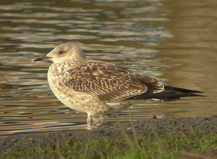 Baltische Mantelmeeuw / Baltic Gull / Larus f. fuscus