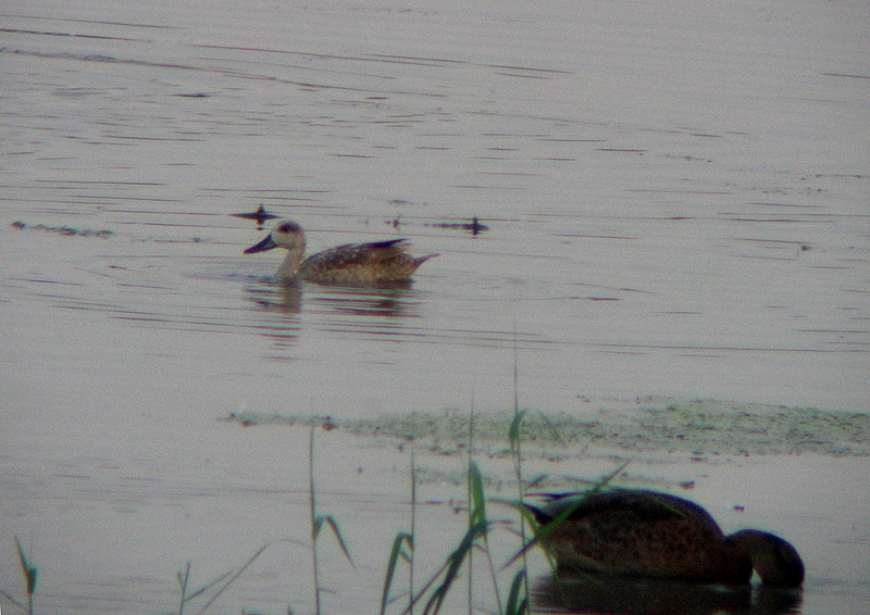 Marmereend / Marbled Duck / Marmaronetta angustirostris