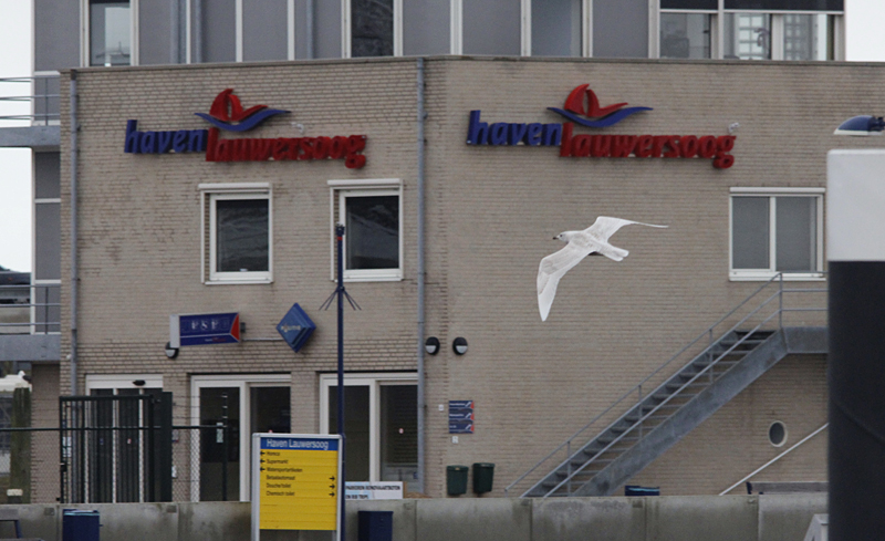 Kleine Burgemeester / Iceland Gull / Larus glaucoides