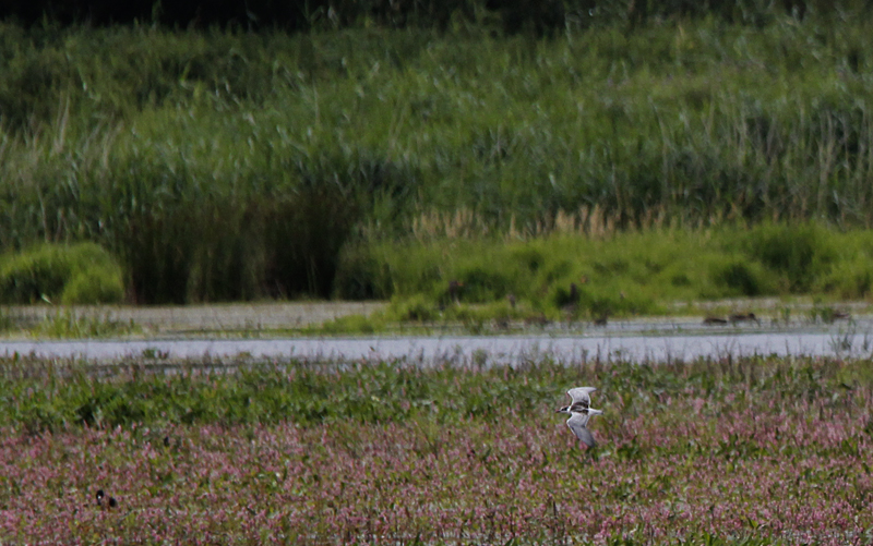Witwangstern / Whiskered Tern / Chlidonias hybridus