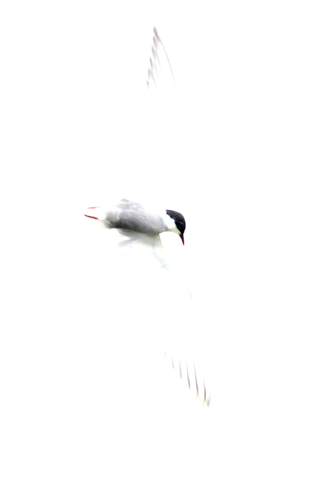 Witwangstern / Whiskered Tern / Chlidonias hybridus