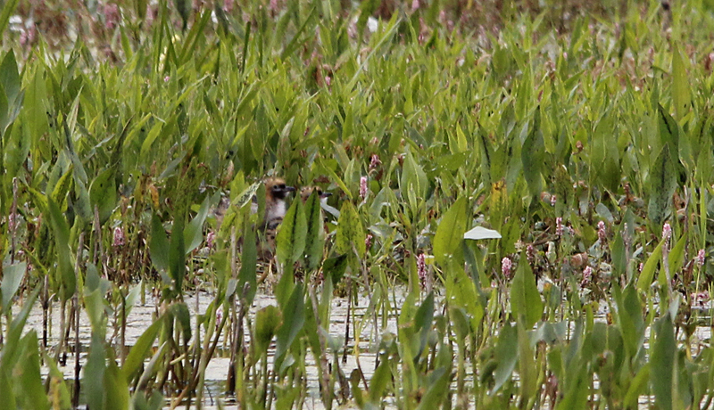 Witwangstern / Whiskered Tern / Chlidonias hybridus