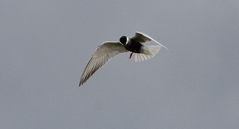 Witwangstern / Whiskered Tern / Chlidonias hybridus