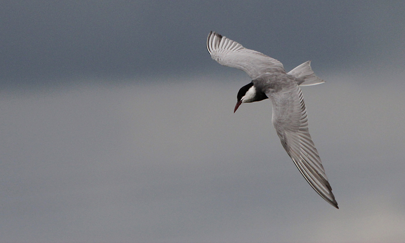 Witwangstern / Whiskered Tern / Chlidonias hybridus