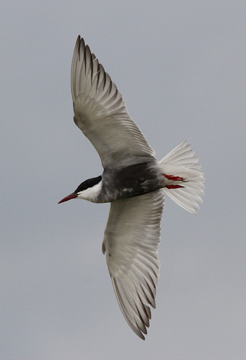 Witwangstern / Whiskered Tern / Chlidonias hybridus