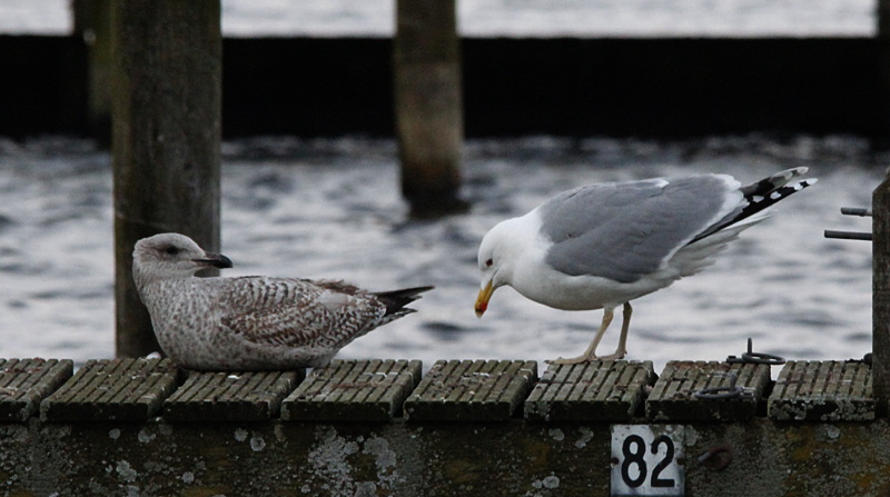 Zilvermeeuw / Herring Gull / Larus a. argentatus