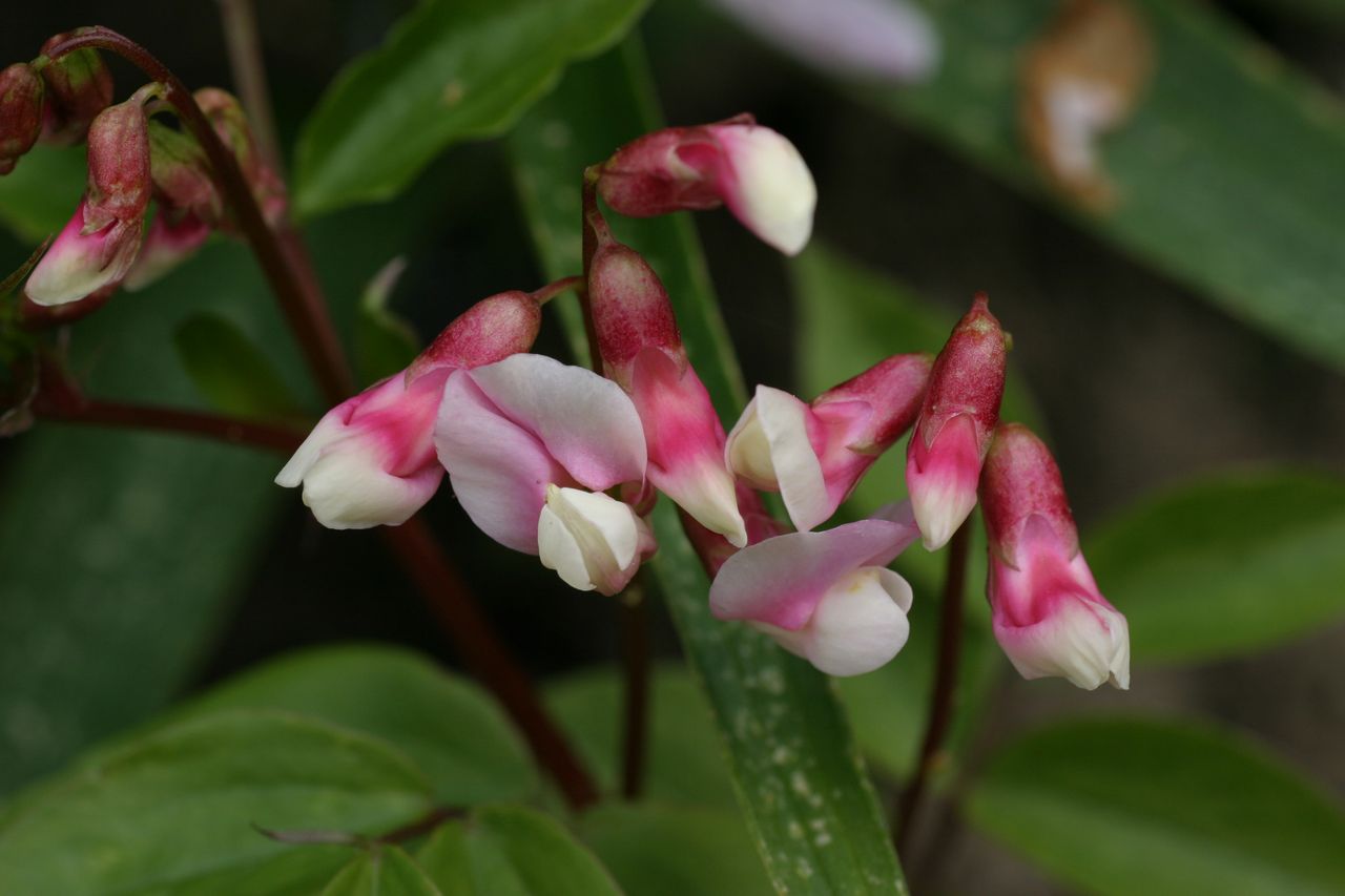 Lathyrus rosea.jpg