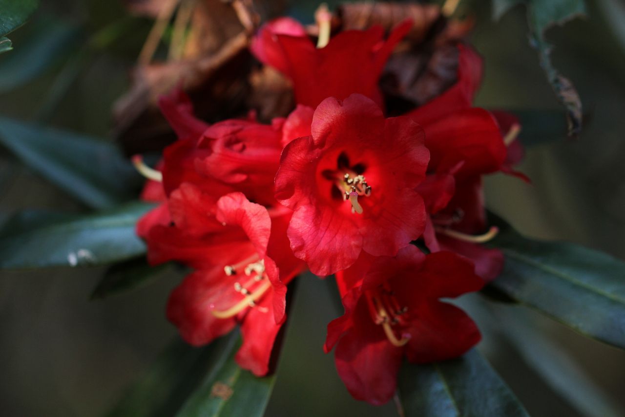 Rhododendron choremia