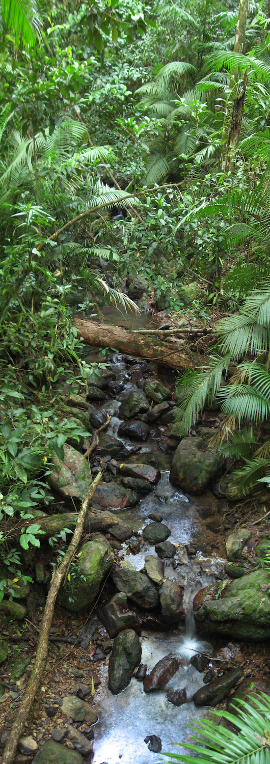 Rainforest Creek