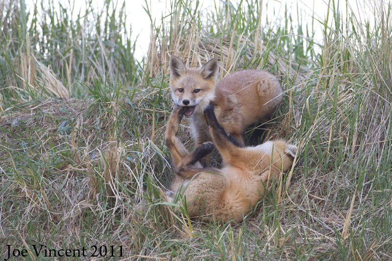 RedFox