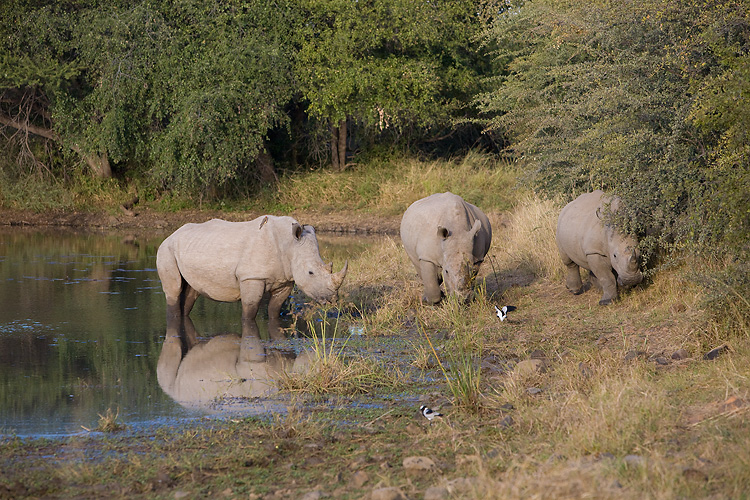 Rhino