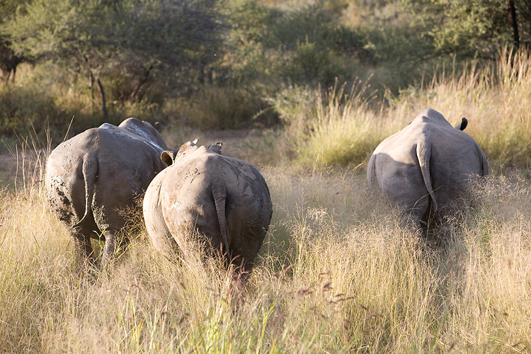 Rhino bottoms