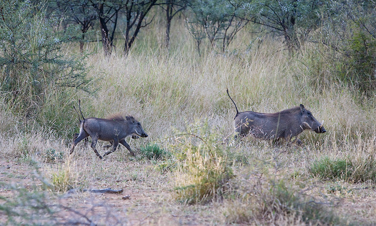 Pumba