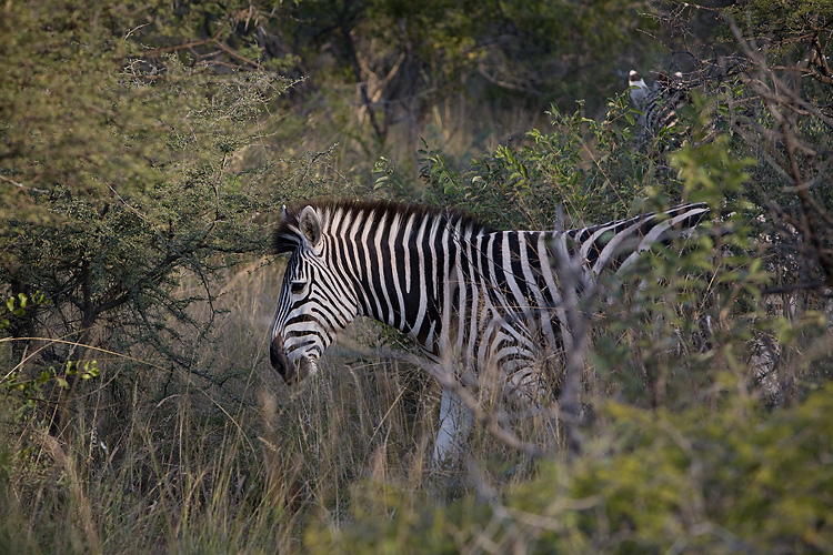 Zebra