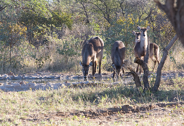 Waterbuck
