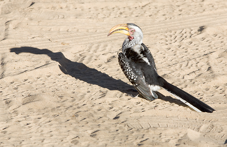 Yellow-billed Hornbill