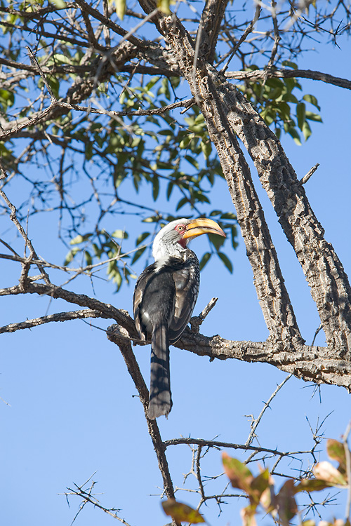 Yellow-billed Hornbill
