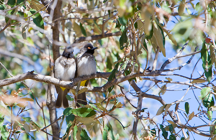 birds