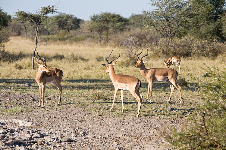 Impala