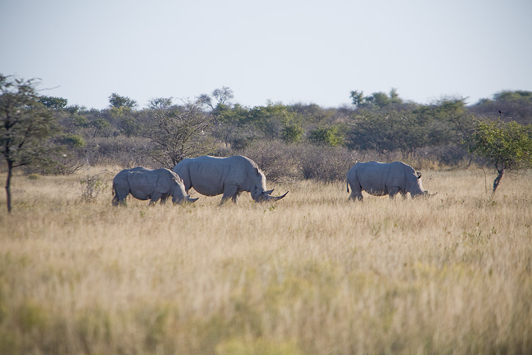 Rhino - Triple pack