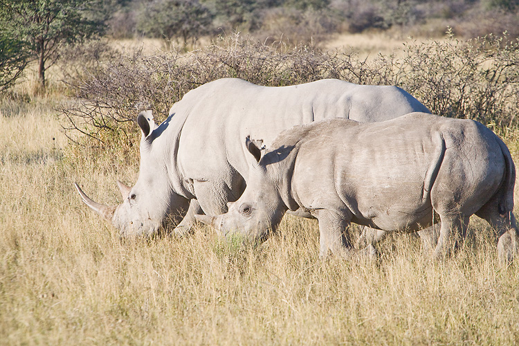 Rhino