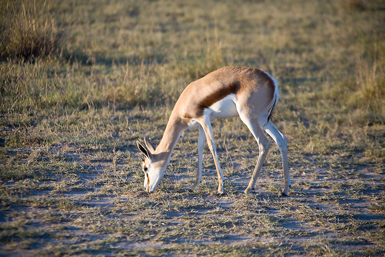 Springbok