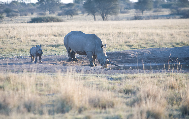 Rhino and calf