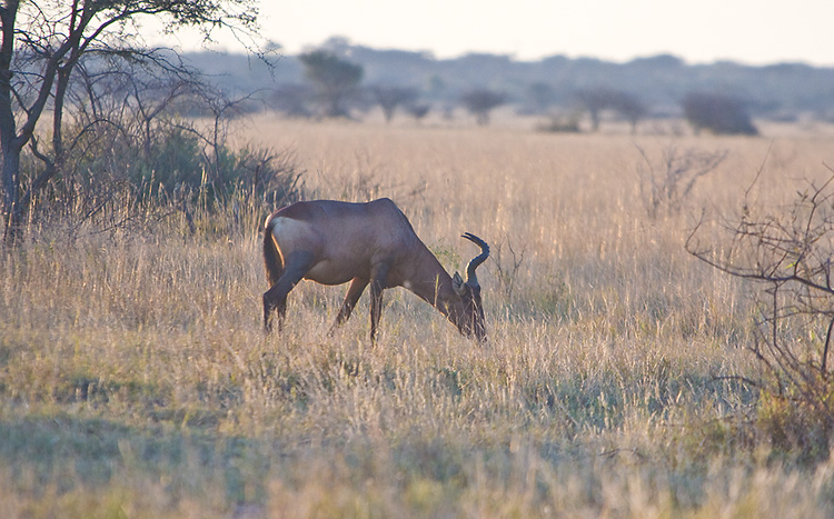 Red Hartebeest