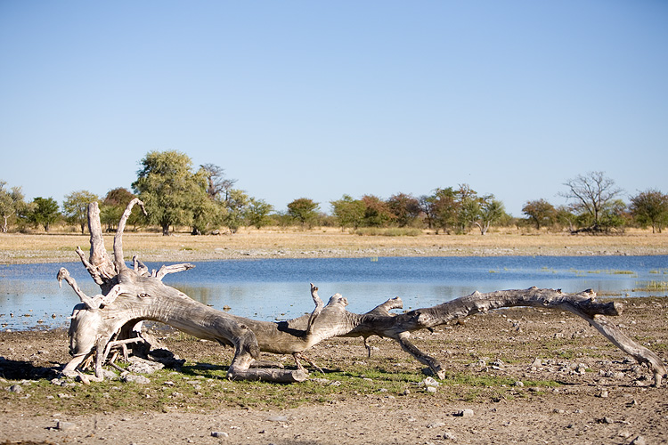Waterhole II