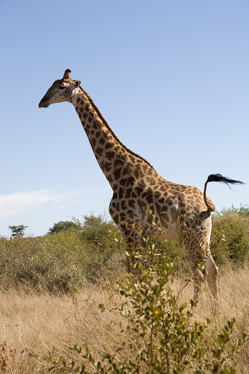 Giraffe