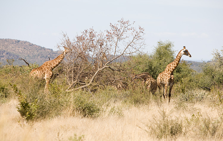 More Giraffe