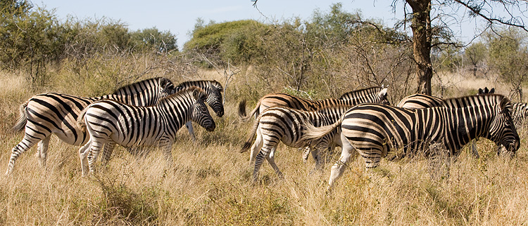 Zebra