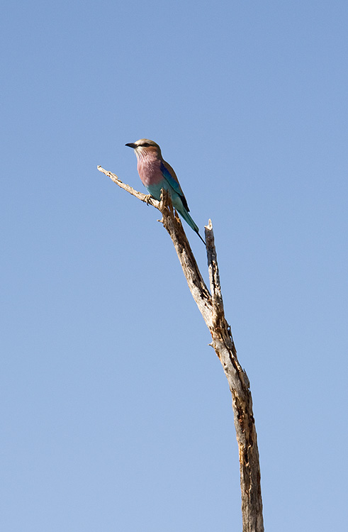 Lilac Breasted Roller