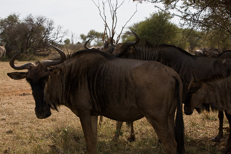 Wildebeest
