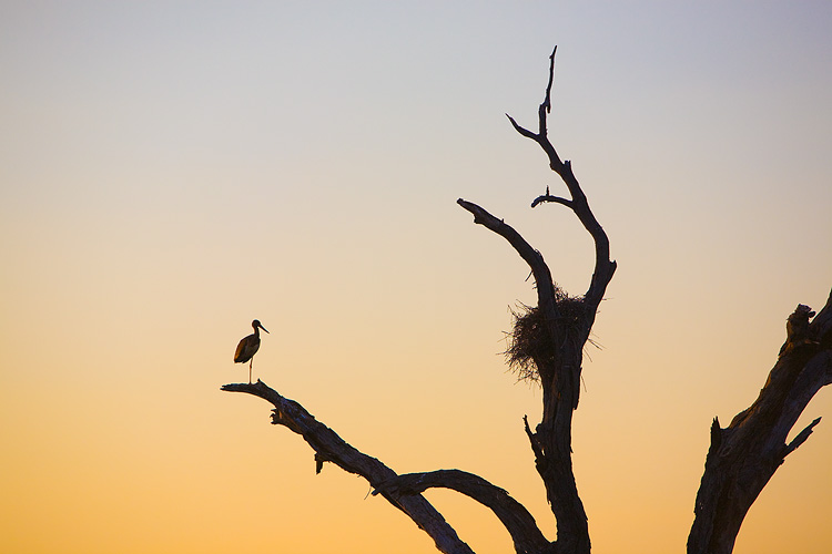 Black Stork