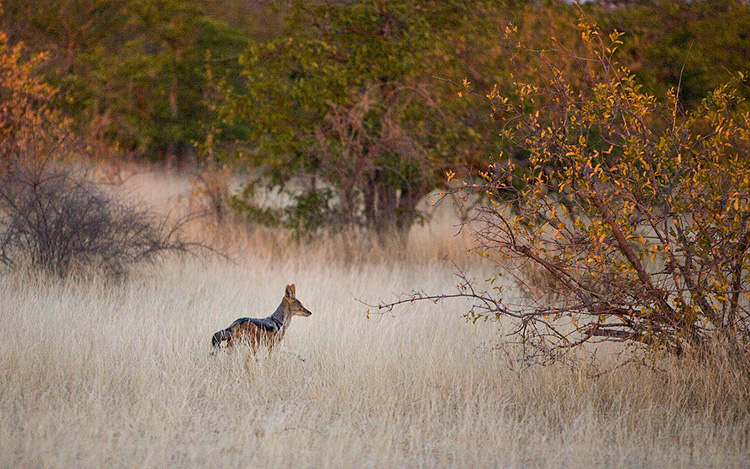 Black-backed Jackal