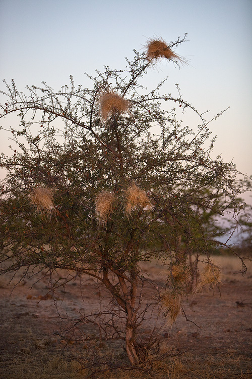 Weaver nests