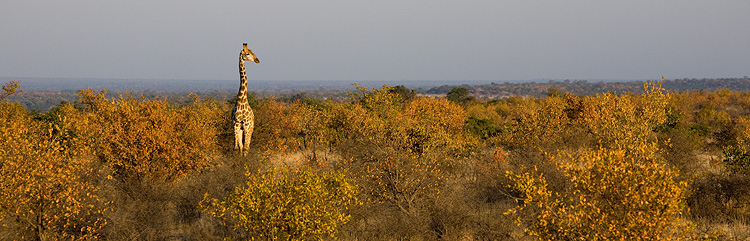 Giraffe