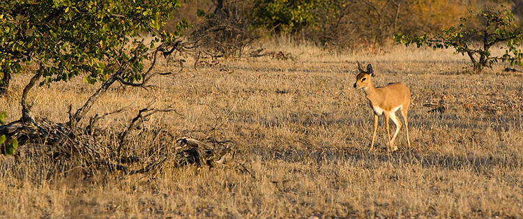 Steenbok