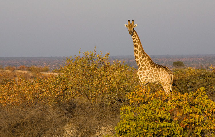 Giraffe