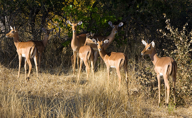 Impala