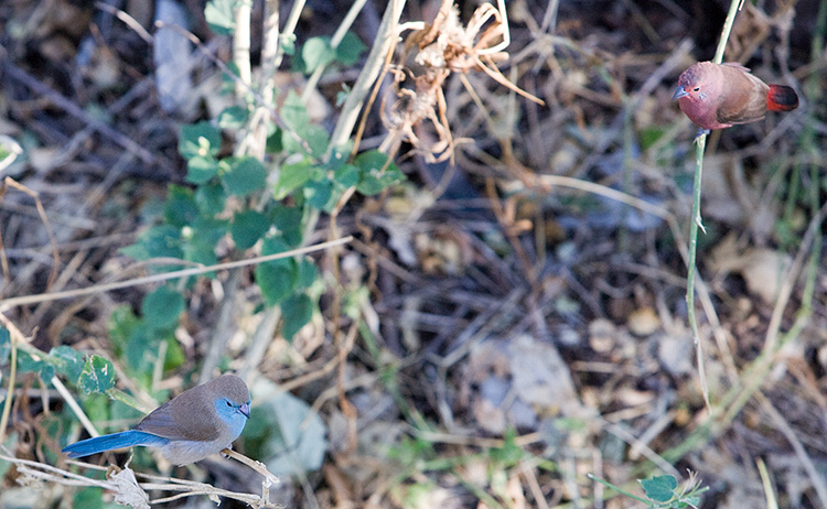 Red and blue Birds