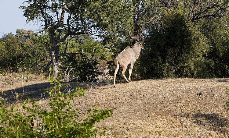 Male Kudu