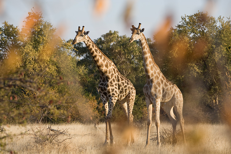 Giraffes