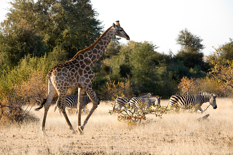 Giraffe and zebra