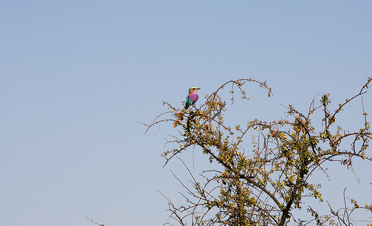 Lilac breasted Roller