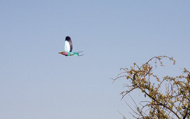 Lilac breasted Roller in flight