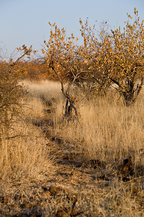 Game trail